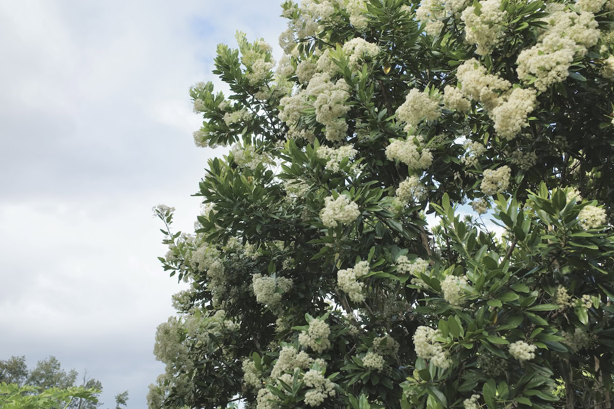 The allspice tree with white flowers blooming.