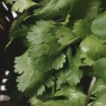 Close up of cilantro leaves overlapping in basket