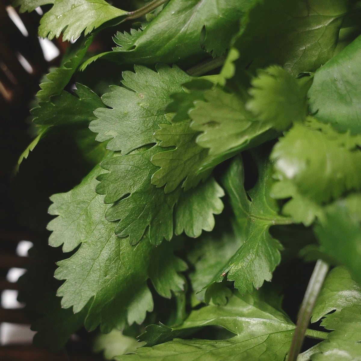 Cilantro | Flavor, Uses, History & Health Benefits