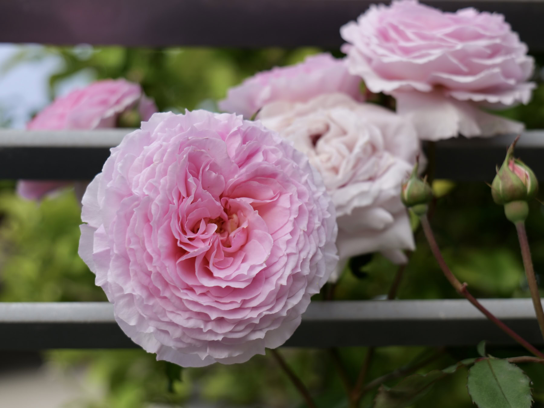 Damask rose blooming