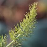 Fennel frond close-up with sunlight hitting the leaves
