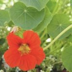 Nasturtium flower and leaves