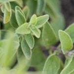 Close-up of vibrant, fresh oregano. You can see the little hairs on the leaves.