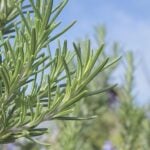 Close-up of rosemary's needle leaves