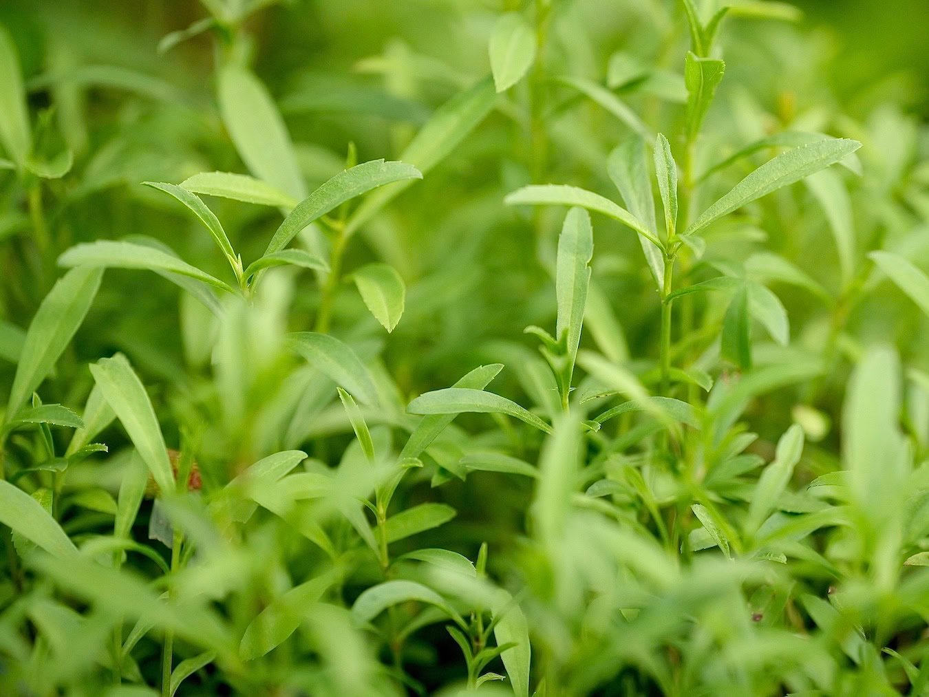 Tarragon growing