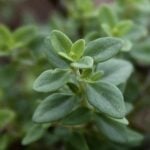 Super close-up of thyme leaves