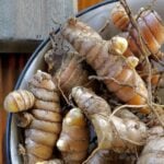 Fresh turmeric rhizomes, fresh out of the ground