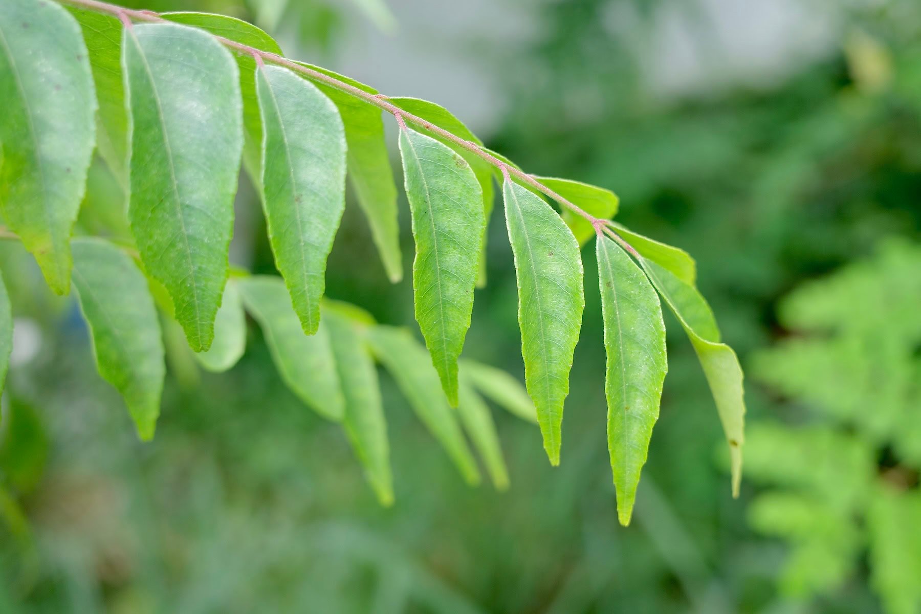 Close-up of curry leaves on plant