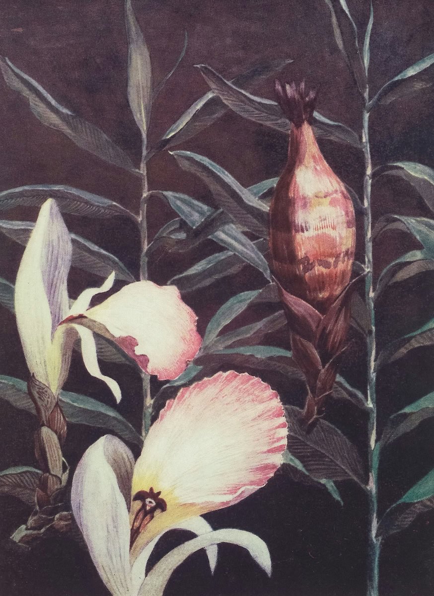 Aframomum melegueta, the grains of paradise plant