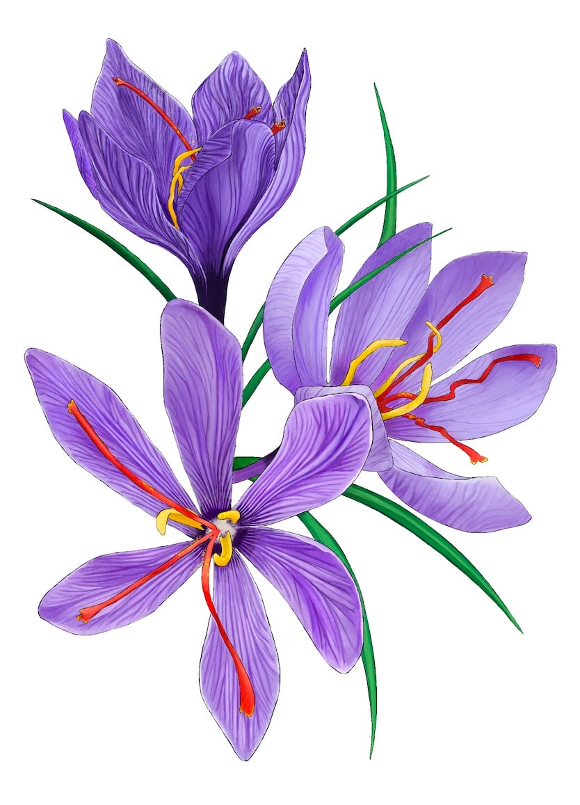 saffron-crocus-artwork