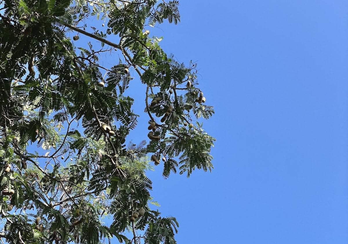 Tamarindus indica, the tamarind tree's leaves and branches against a blue sky.