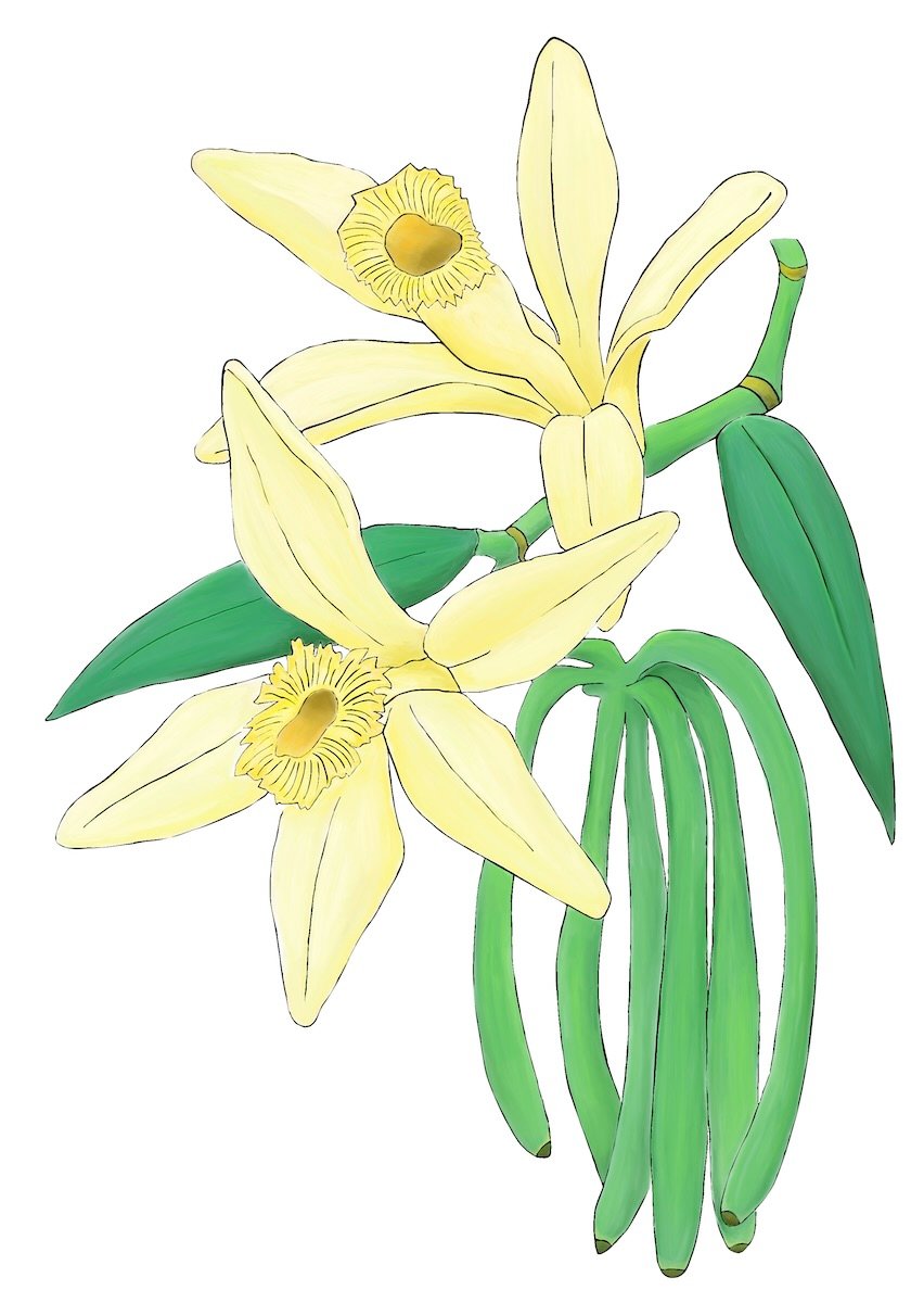 vanilla-orchid-artwork