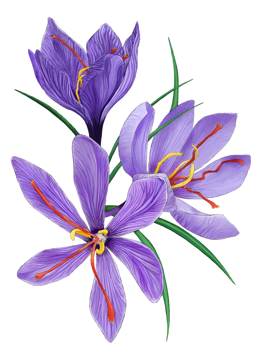 Cluster of three purple crocus flowers with orange-yellow stamens and green leaves
