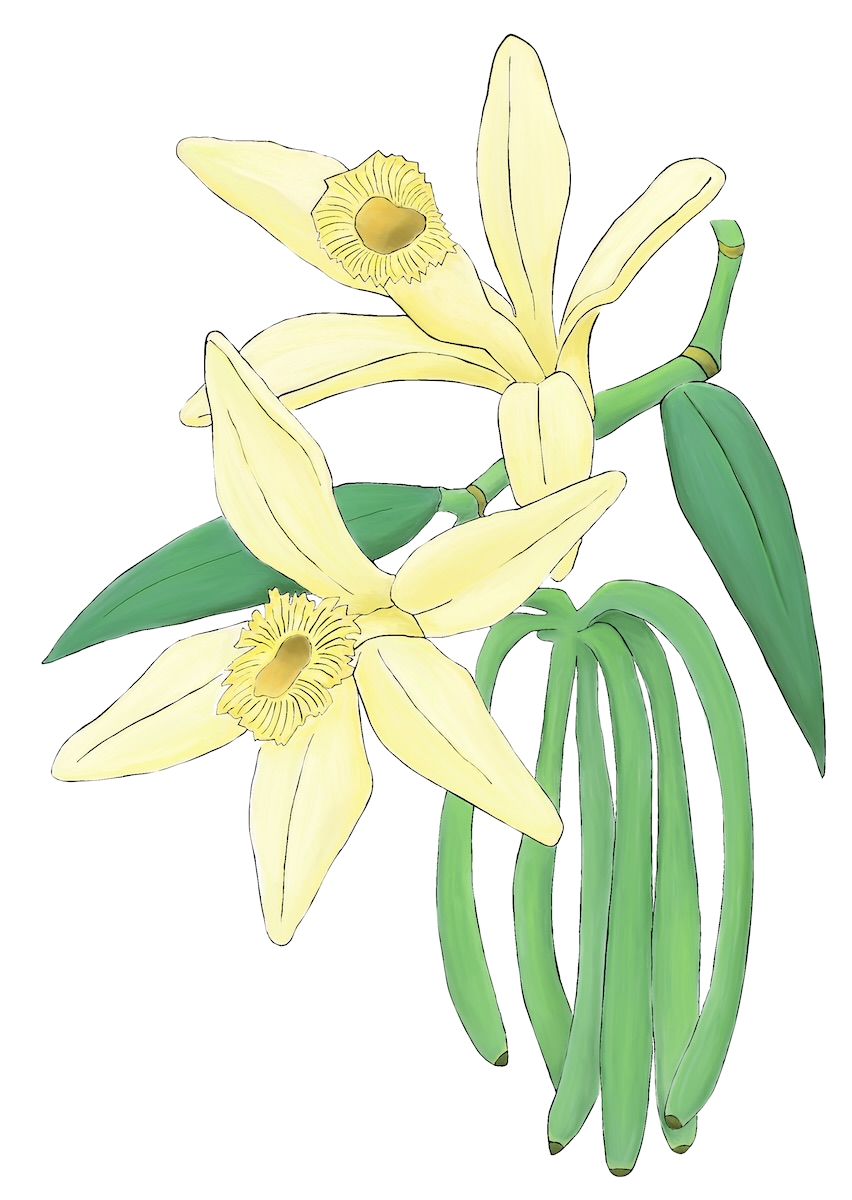 Illustration of a vanilla orchid with pale yellow flowers and long green pods hanging from a vine.