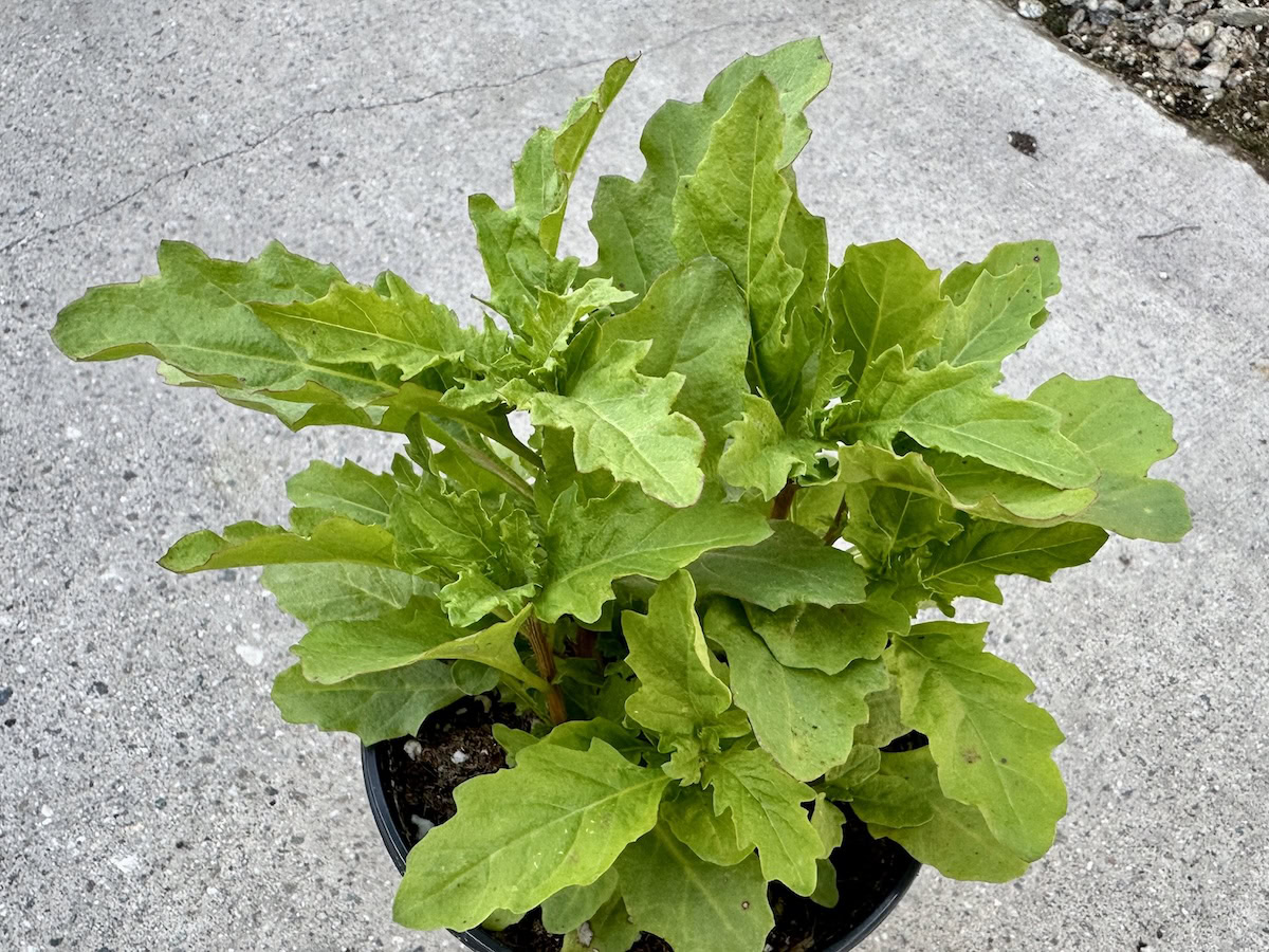 A young epazote plant (Dysphania ambrosioides) growing in a small black nursery pot, the bright green deeply lobed serrated leaves shown overhead against a concrete surface