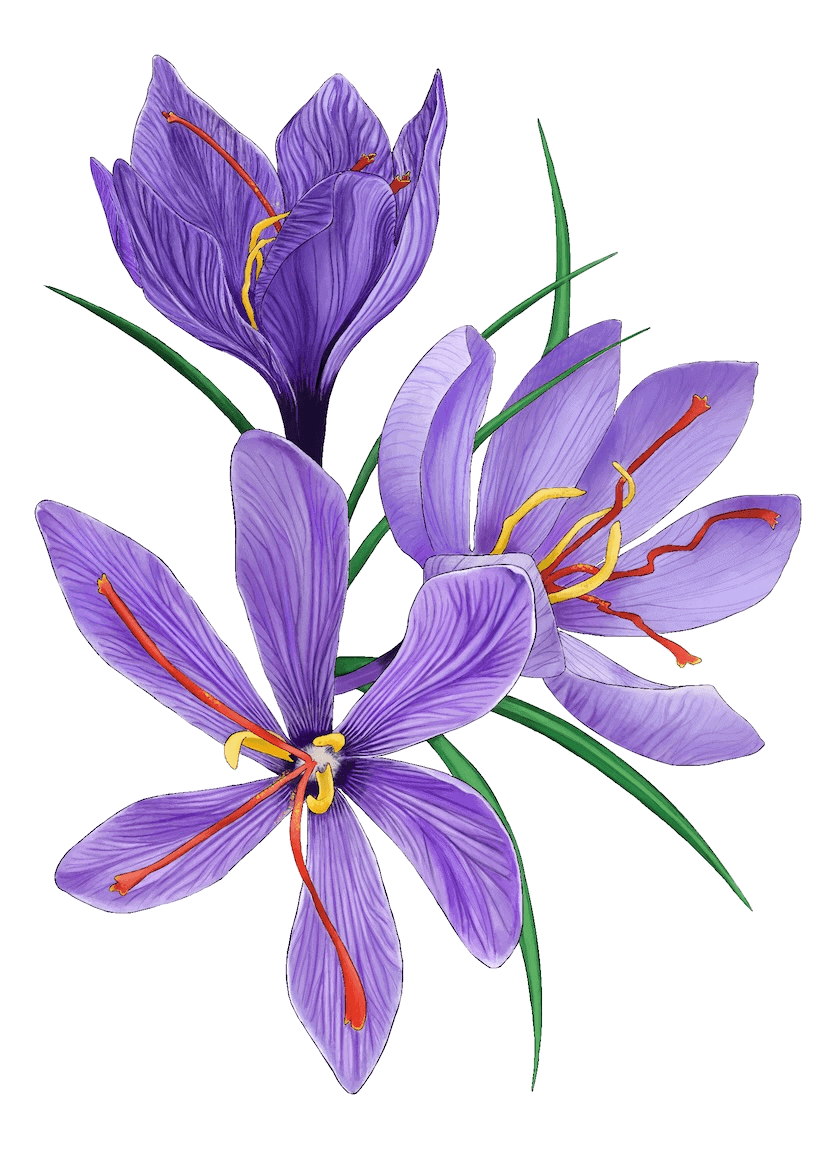 Purple crocus flowers with orange-red stamens and green leaves that frame the blossoms