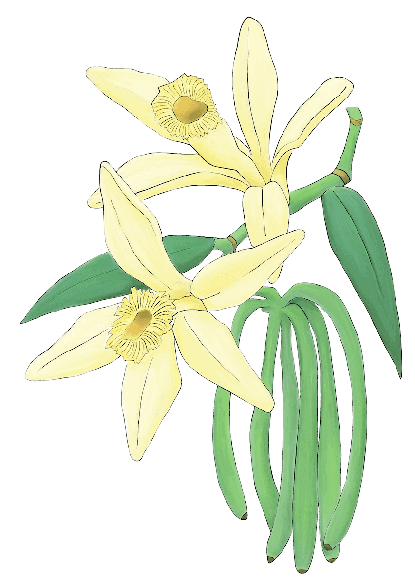 Two pale yellow daffodils with ruffled centers and long green leaves
