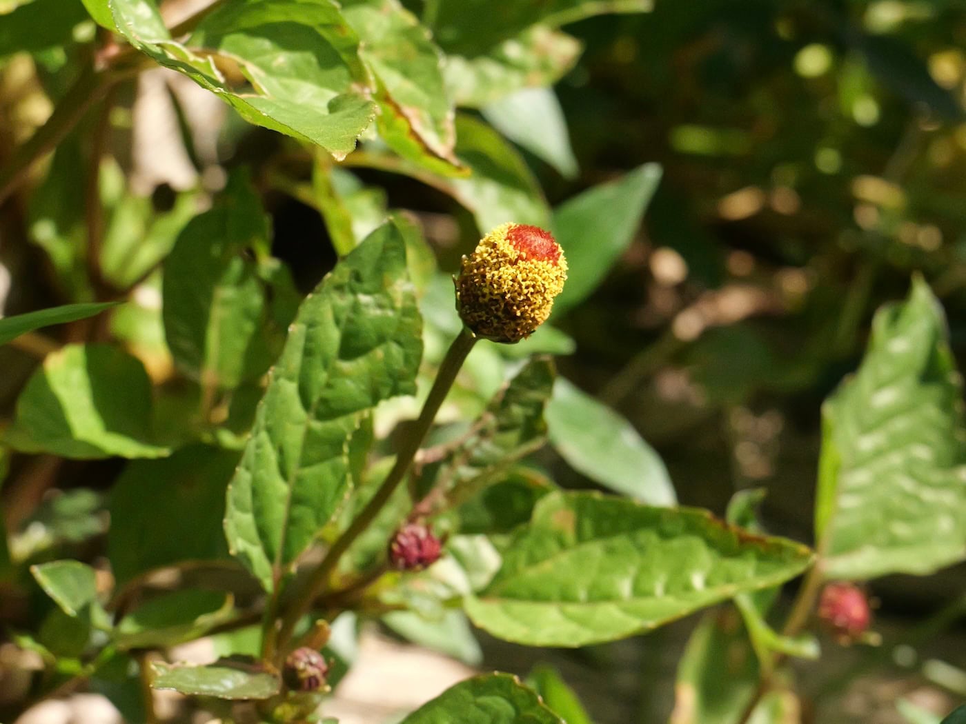 A single jambu flower head (Acmella oleracea), also called a buzz button, growing on its stem with the characteristic yellow knob and red center dot, surrounded by green leaves on the plant