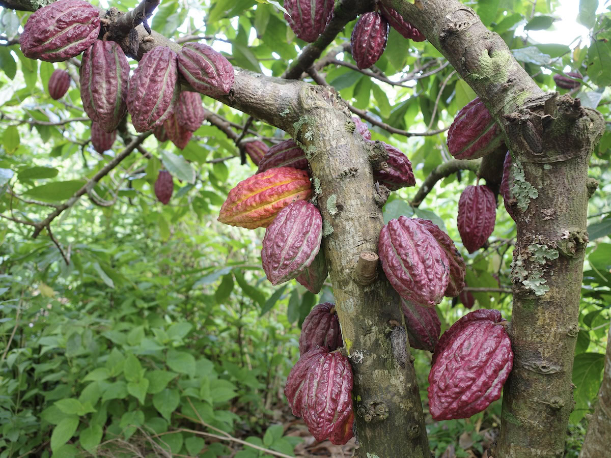 Deep purple-pink cacao pods (Theobroma cacao) growing directly from the trunk and main branches of a tropical cacao tree, with one orange-tinted pod ripening among them and lush green foliage in the background