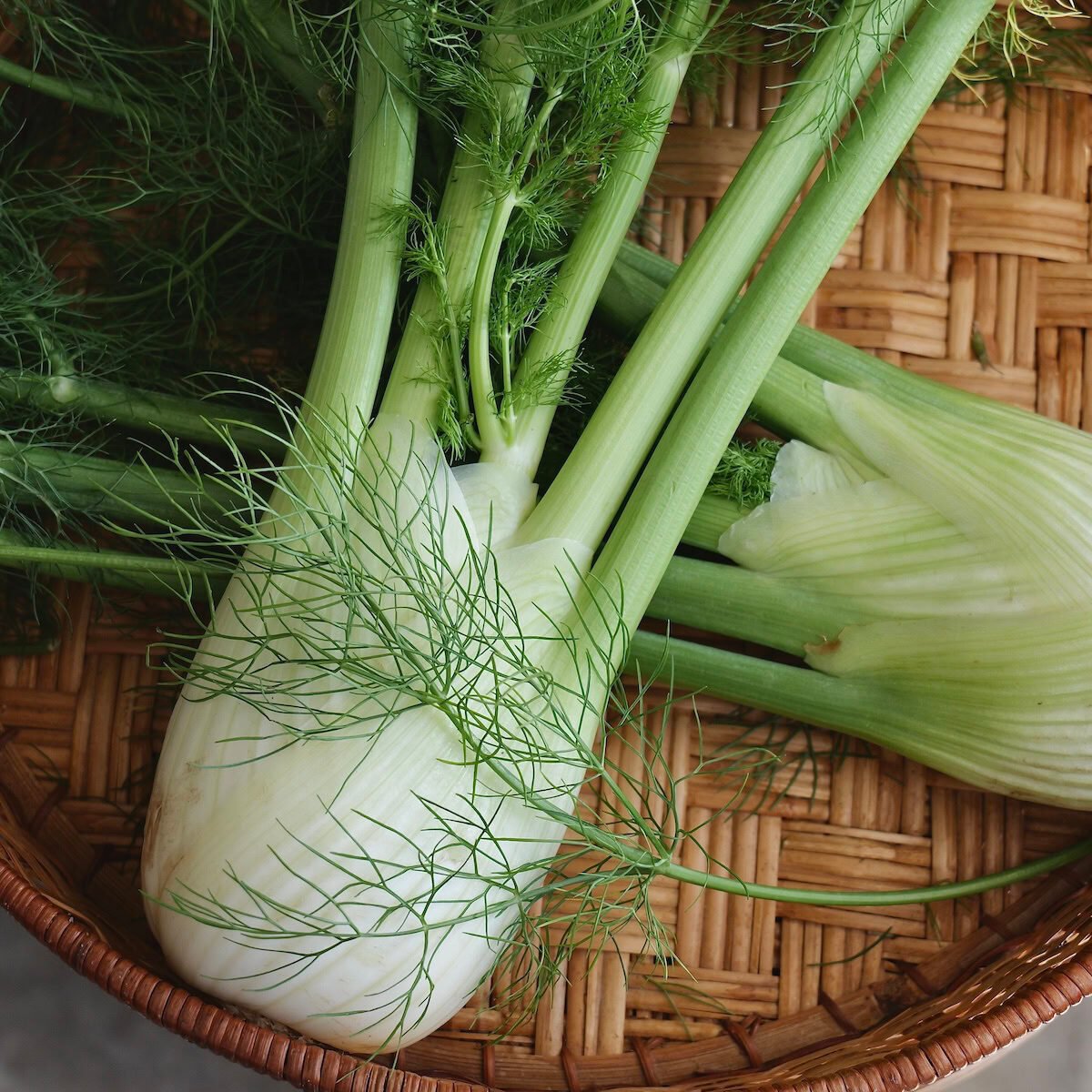 Two fennel bulbs with frond laying across