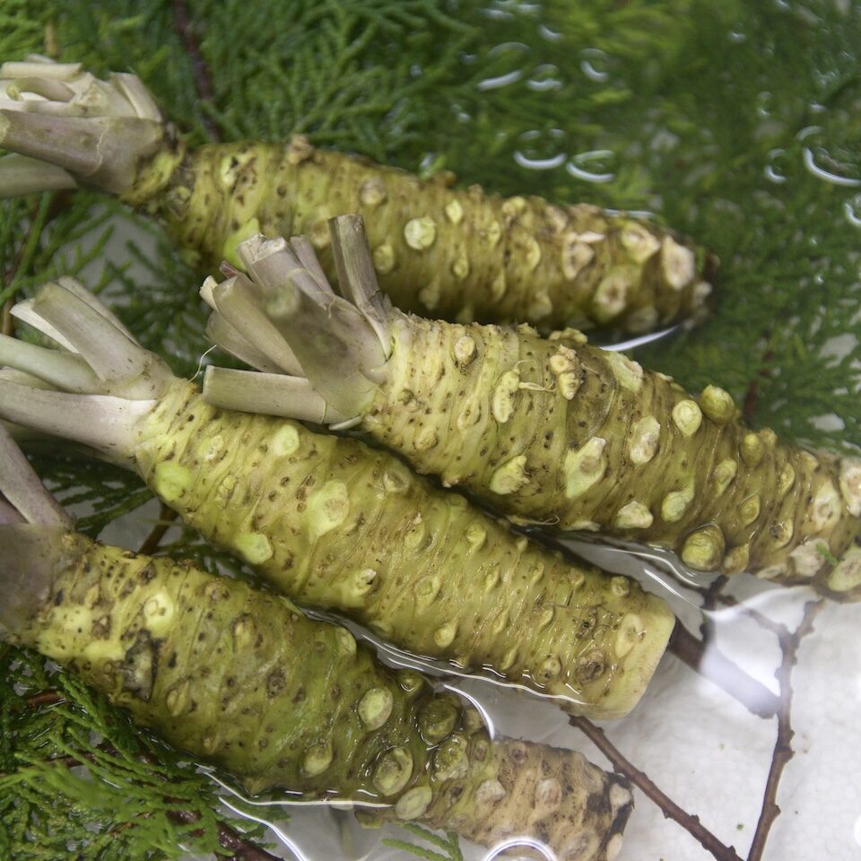 Fresh Wasabi Rhizomes