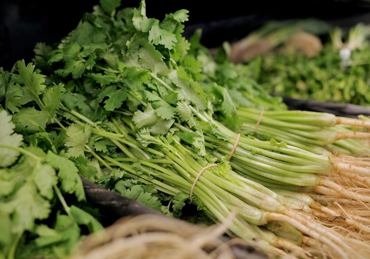 Bundles of fresh cilantro with roots Bundles of fresh cilantro with roots