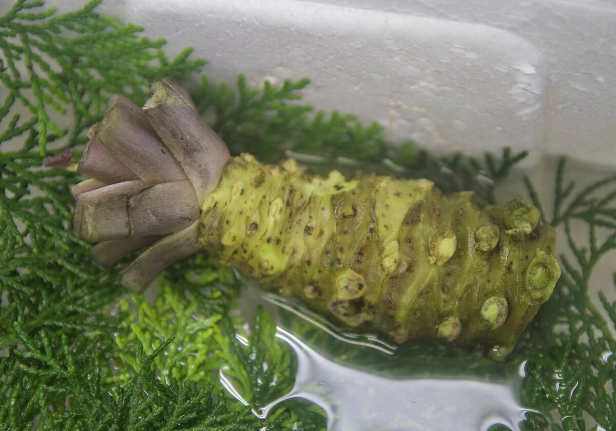 Single wasabi rhizome being chilled and kept moist in a styrofoam container