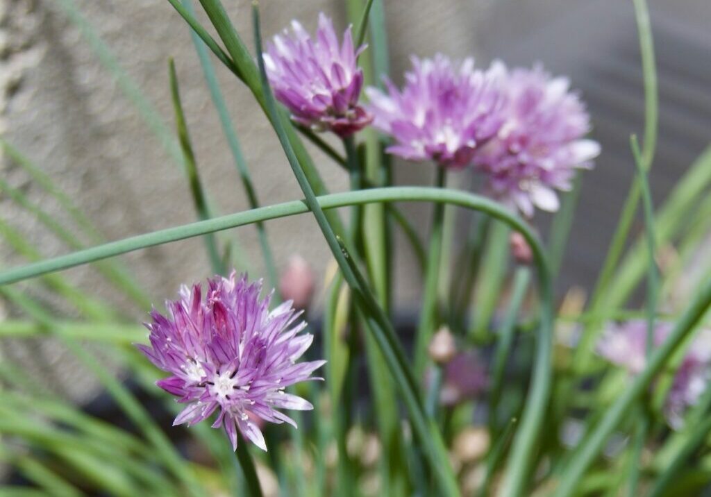 Chives flowering