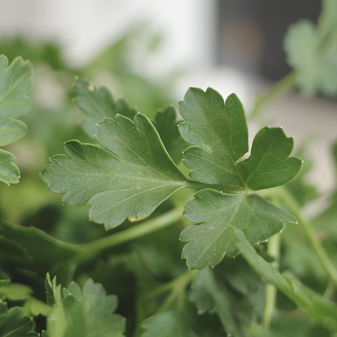 Close-up of flat-leaf parsley leaf