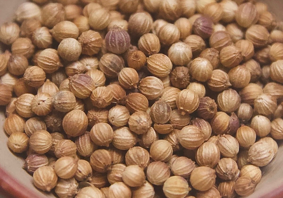 Coriander close-up Coriander close-up