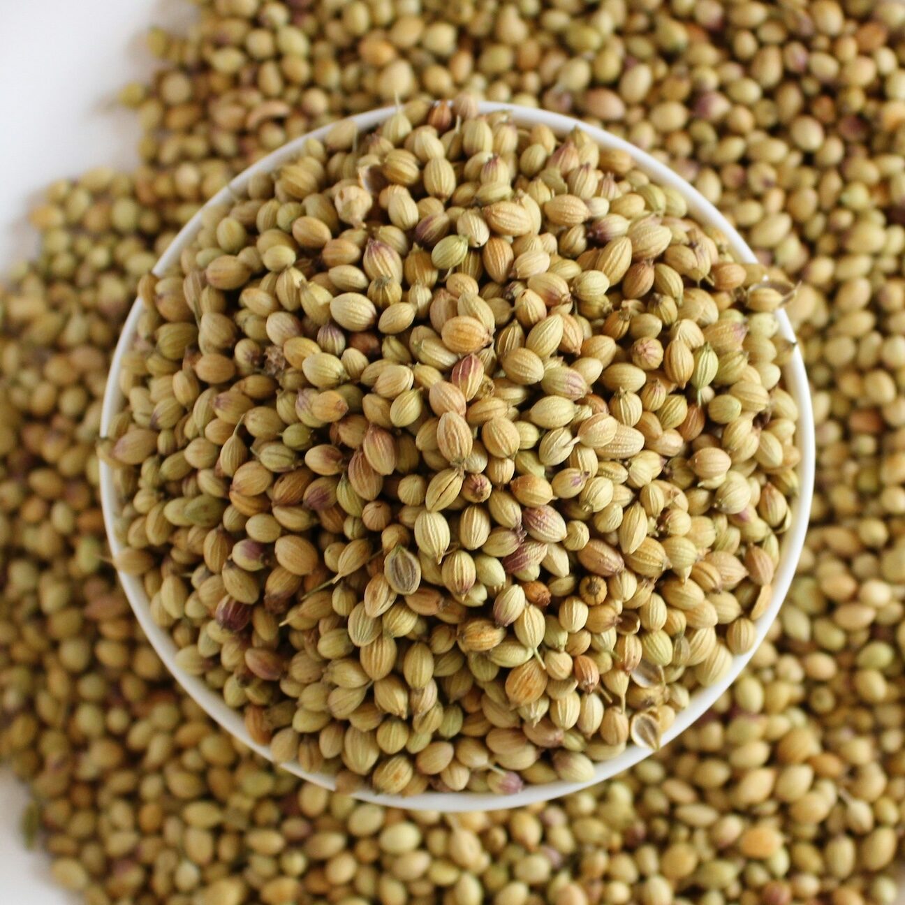 Coriander seed in white bowl