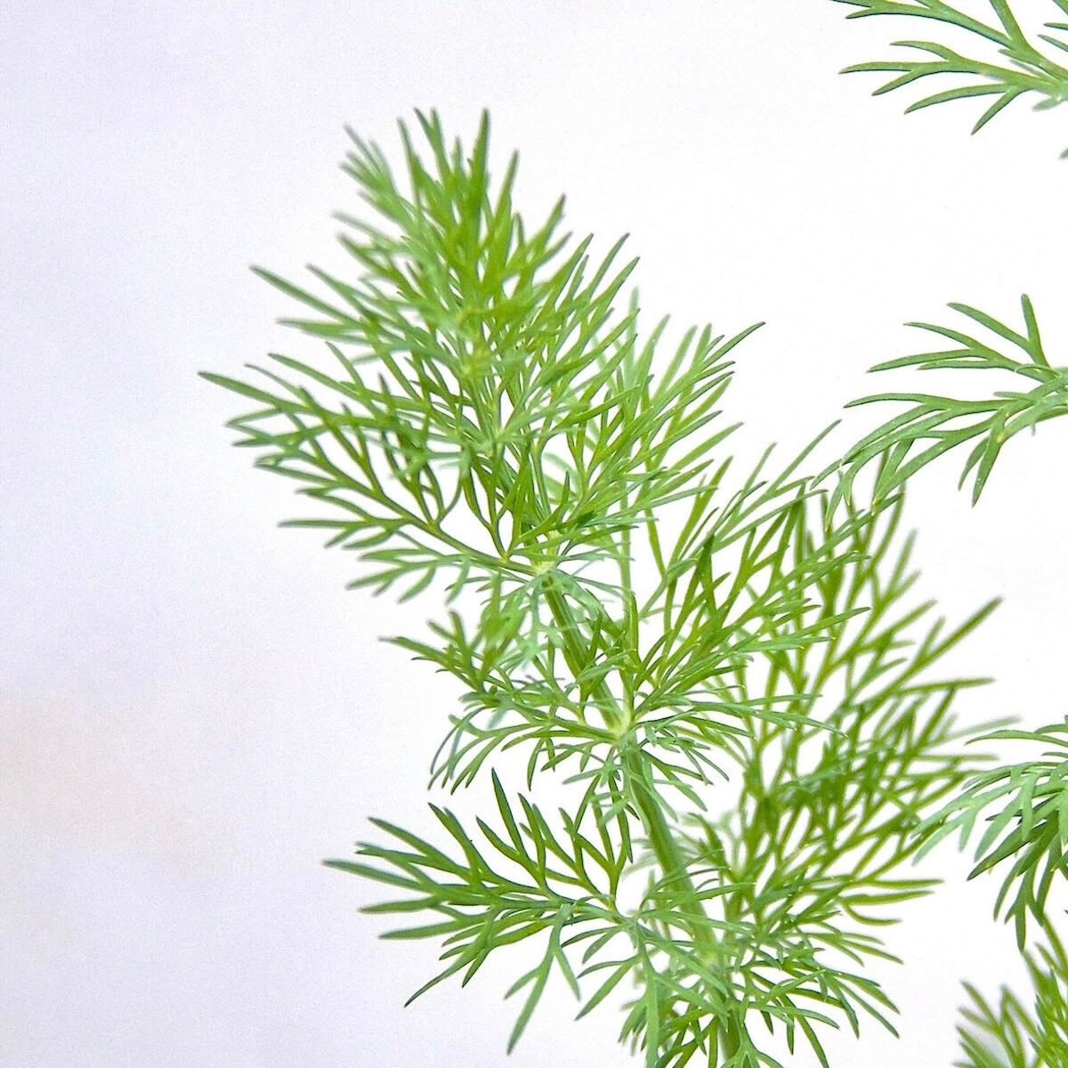 Dill frond close-up against a white background