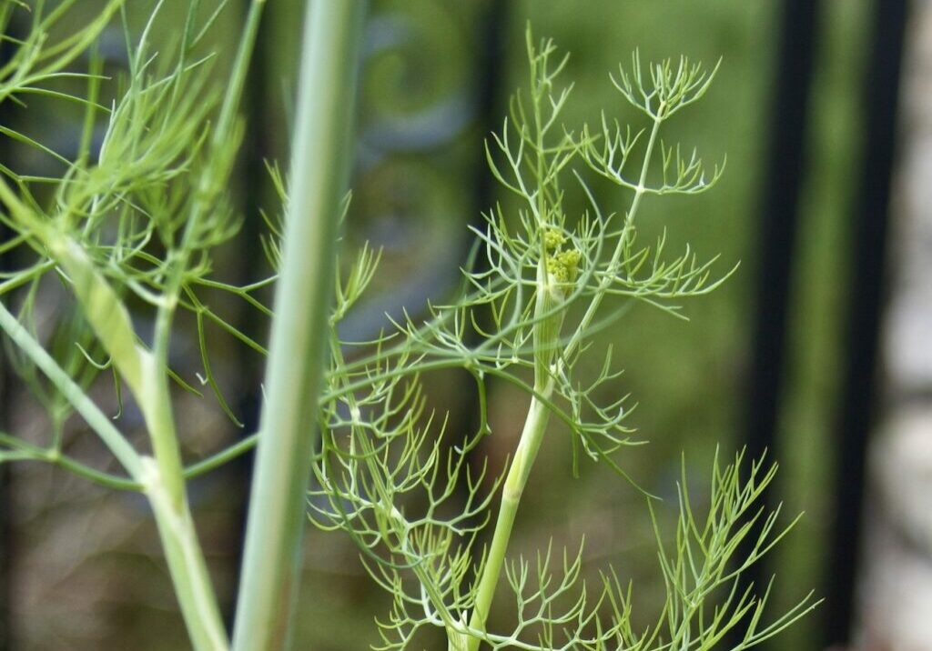 Dill profile