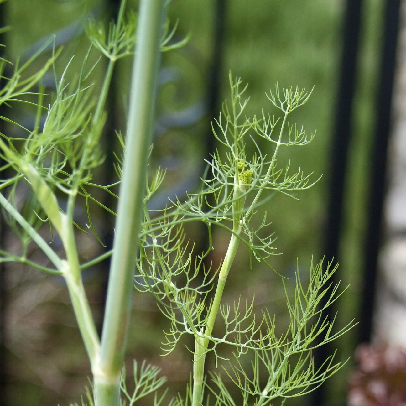 Dill profile