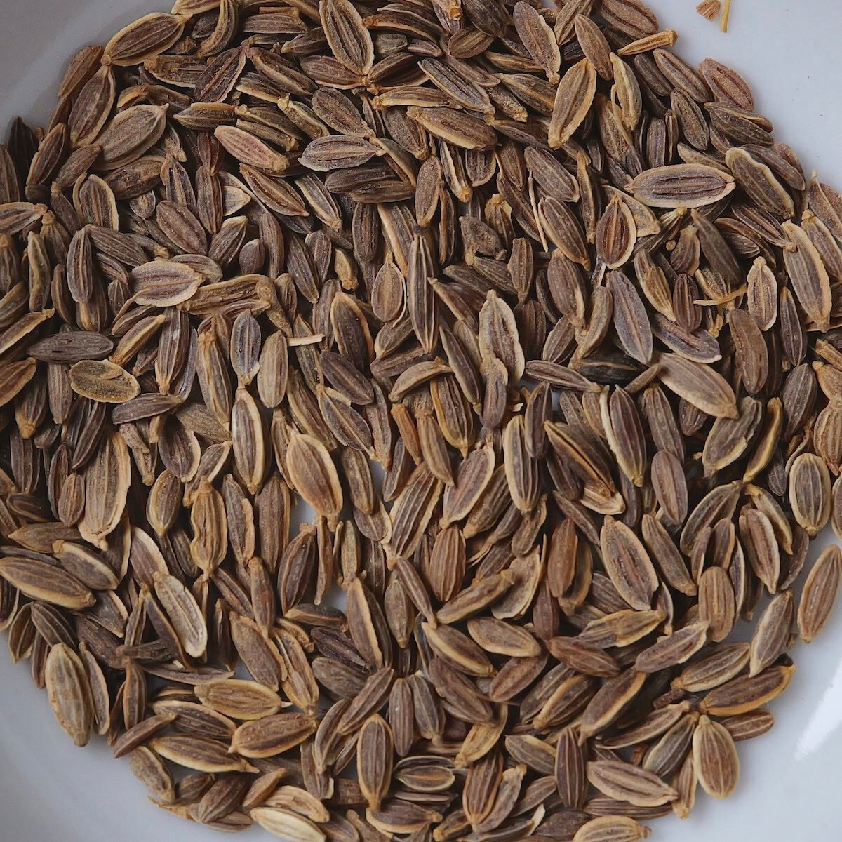dill-seed-profile-picture