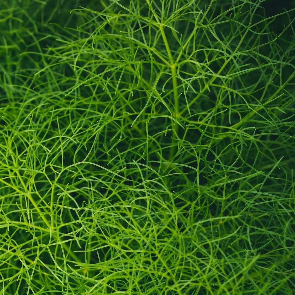 Fennel fronds