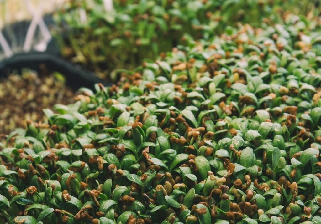 Fenugreek microgreens