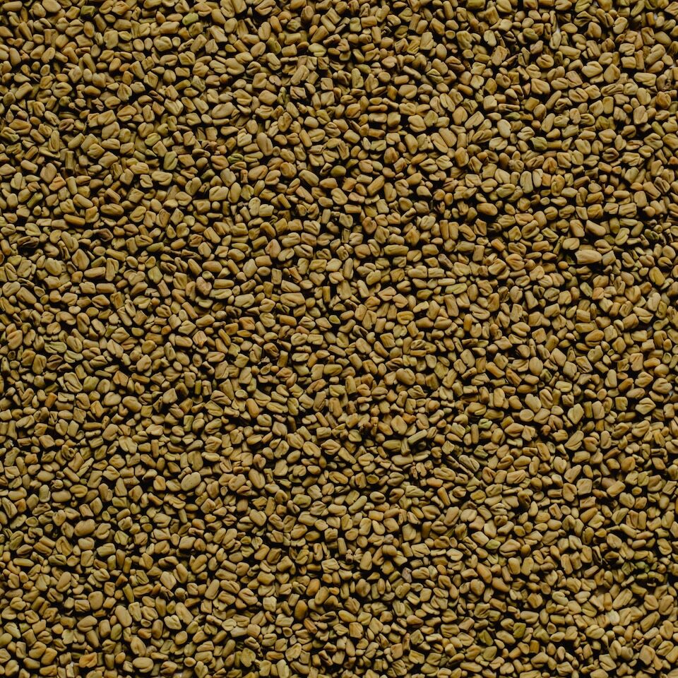 Fenugreek Seed