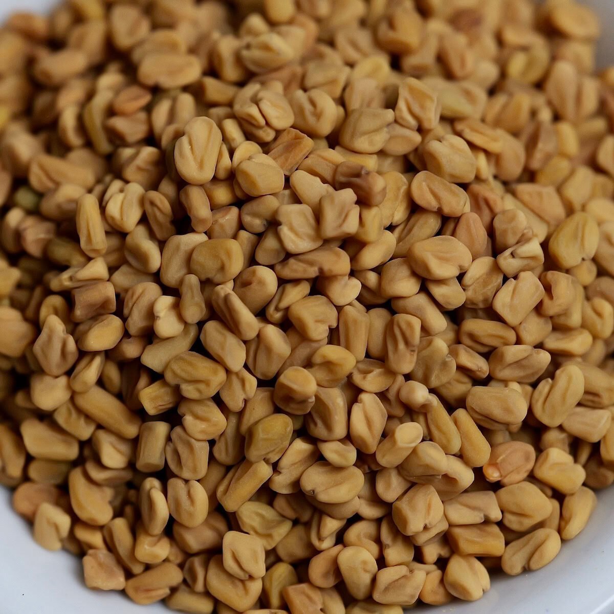 fenugreek-seed-close-up