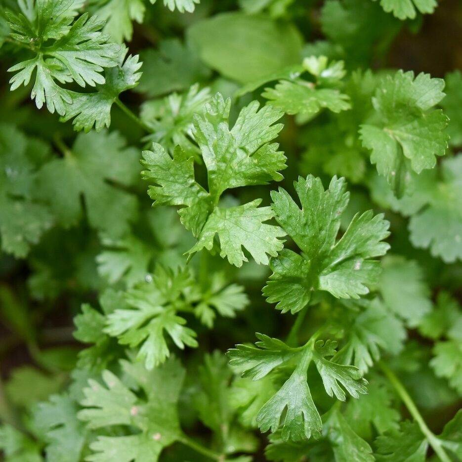 Fresh cilantro leaves