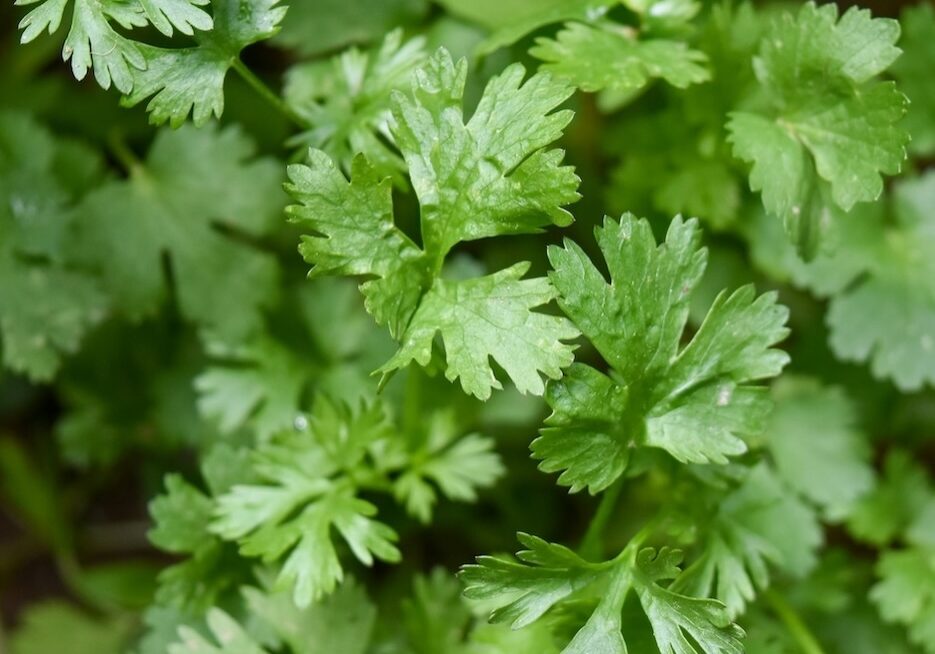 Fresh cilantro leaves