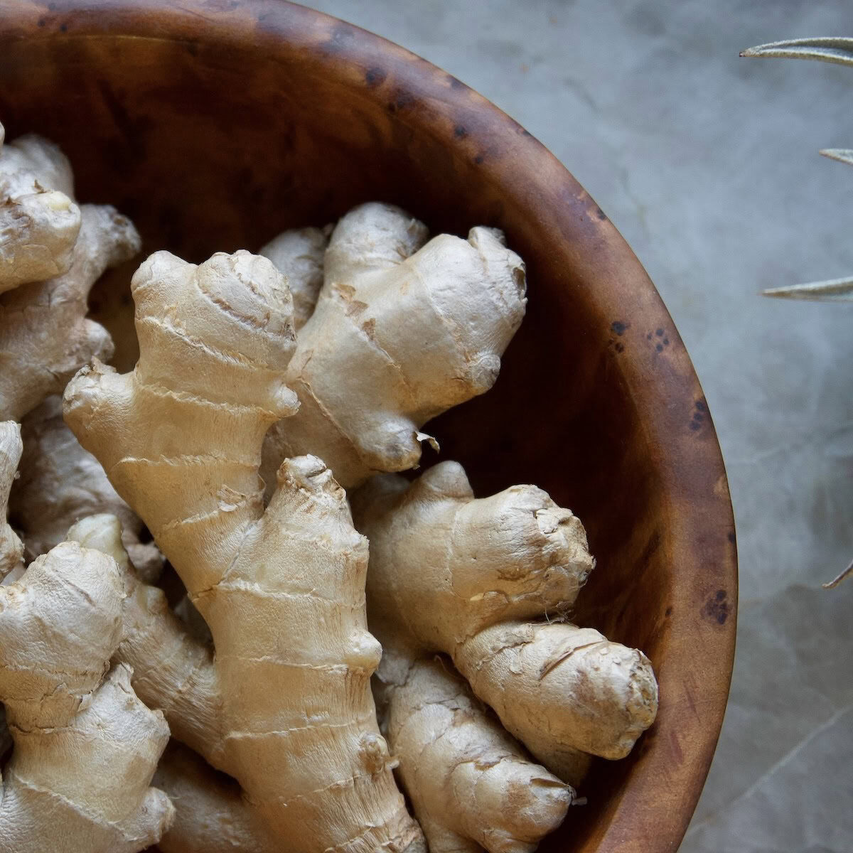 Fresh ginger rhizomes in wooden bowl Fresh ginger rhizomes in wooden bowl on quartz countertop