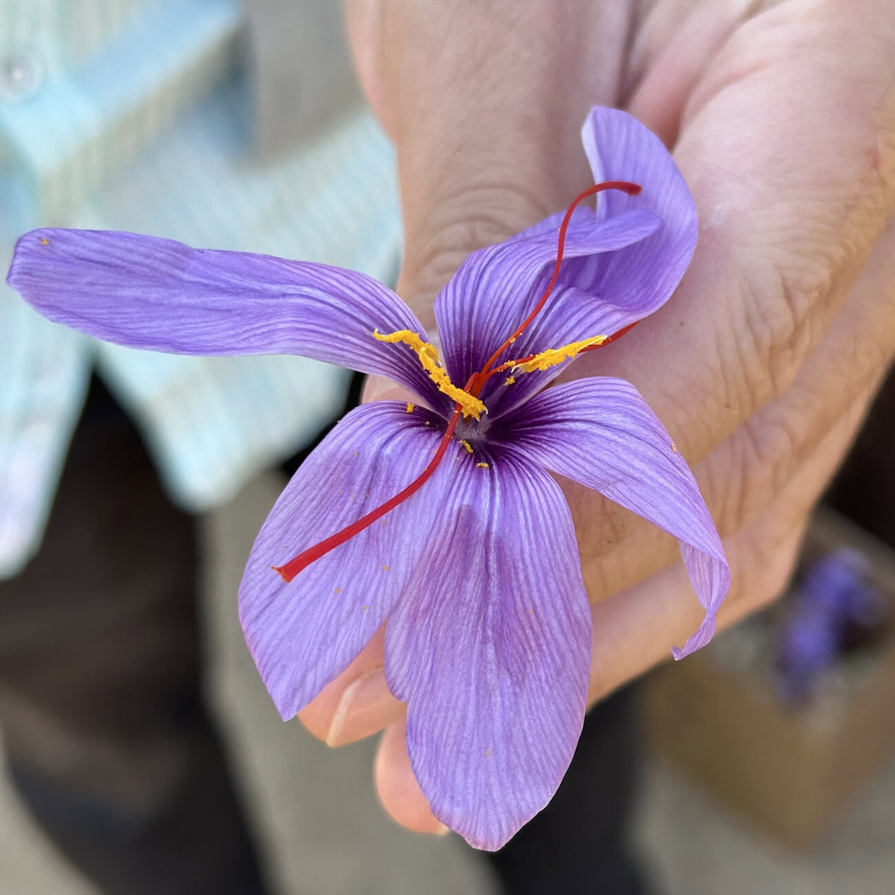 Freshly harvested saffron