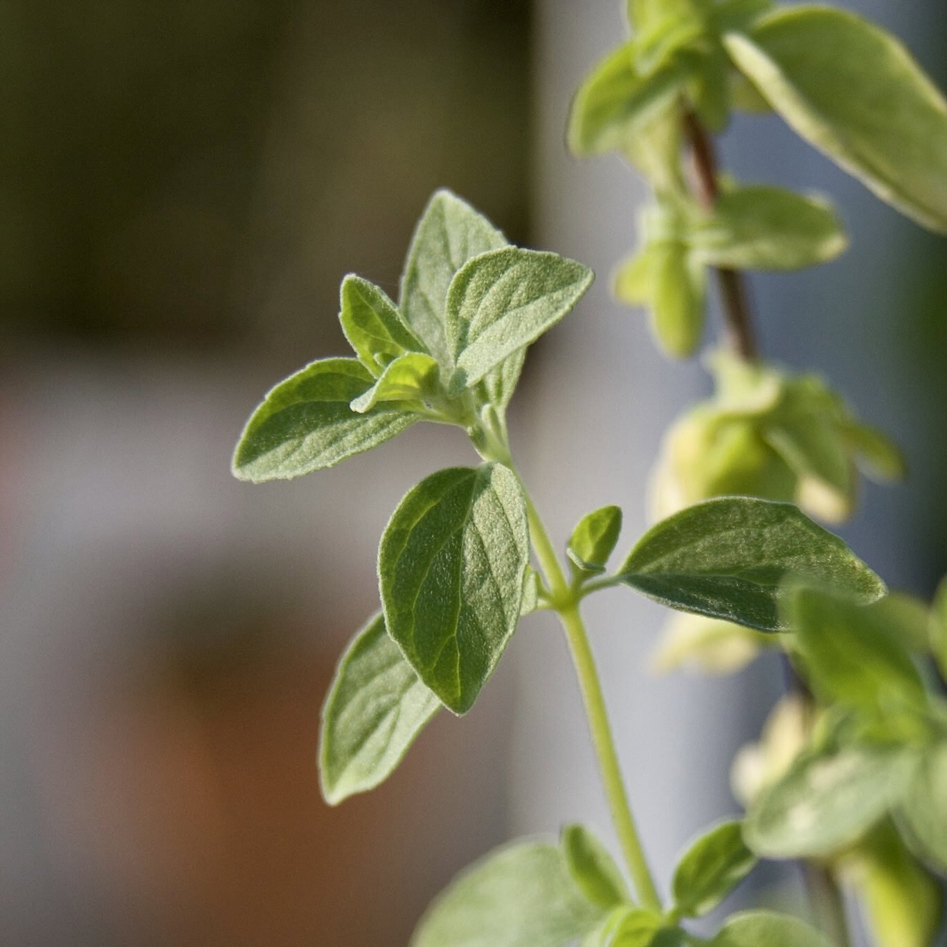 Italian oregano close-up