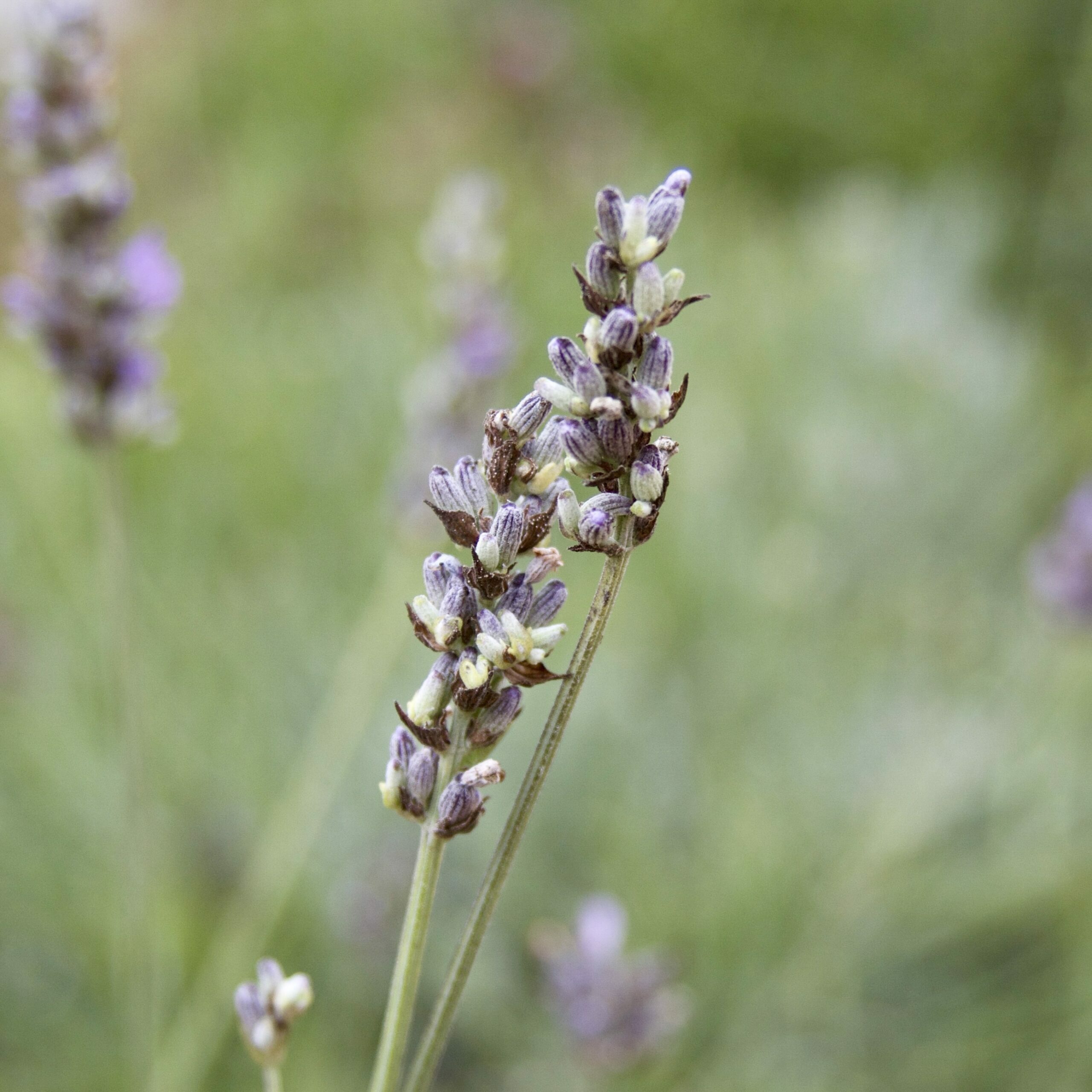 Lavender in garden