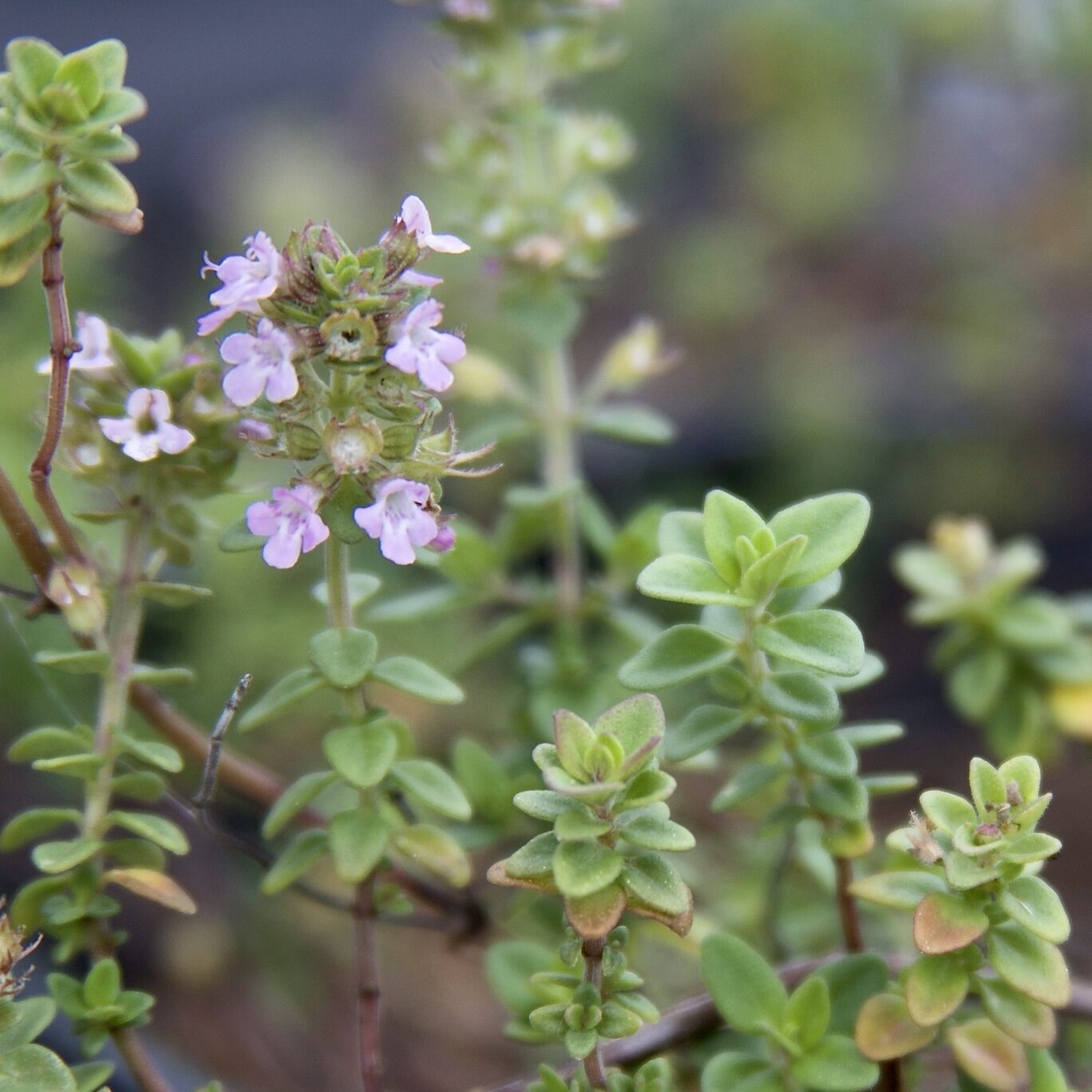 Lemon thyme