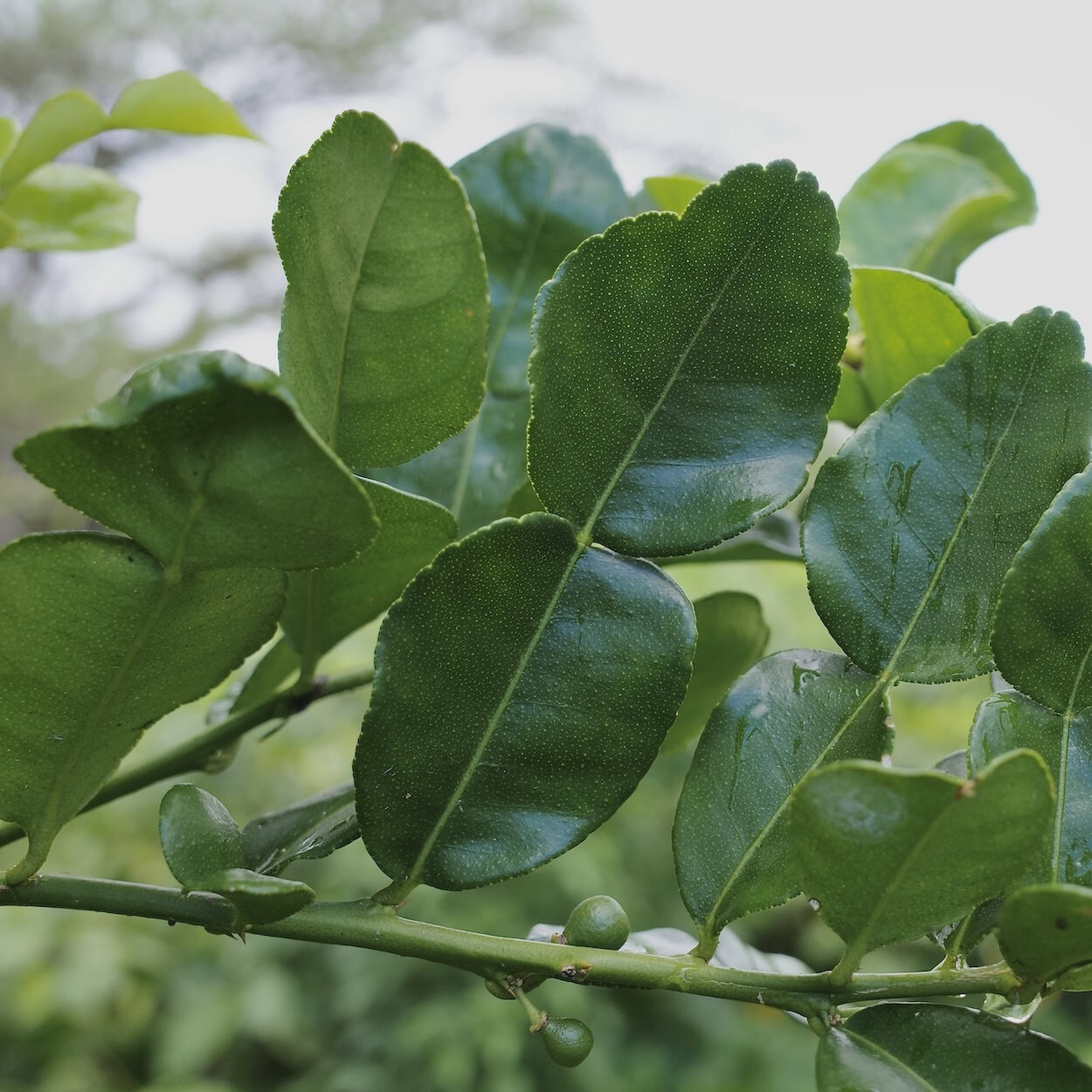 Close-up of makrut lime leaves on the tree