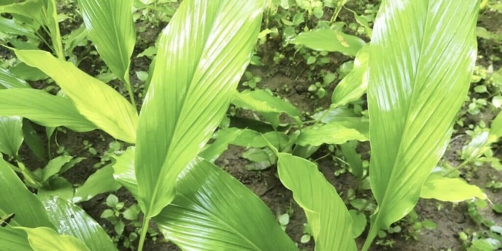 Mature turmeric plants (Curcuma longa) with large glossy paddle-shaped leaves growing in rich dark soil showing full canopy growth
