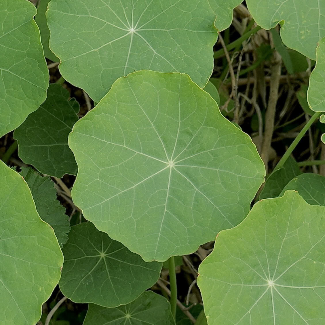 Close-up of nasturtium leaves