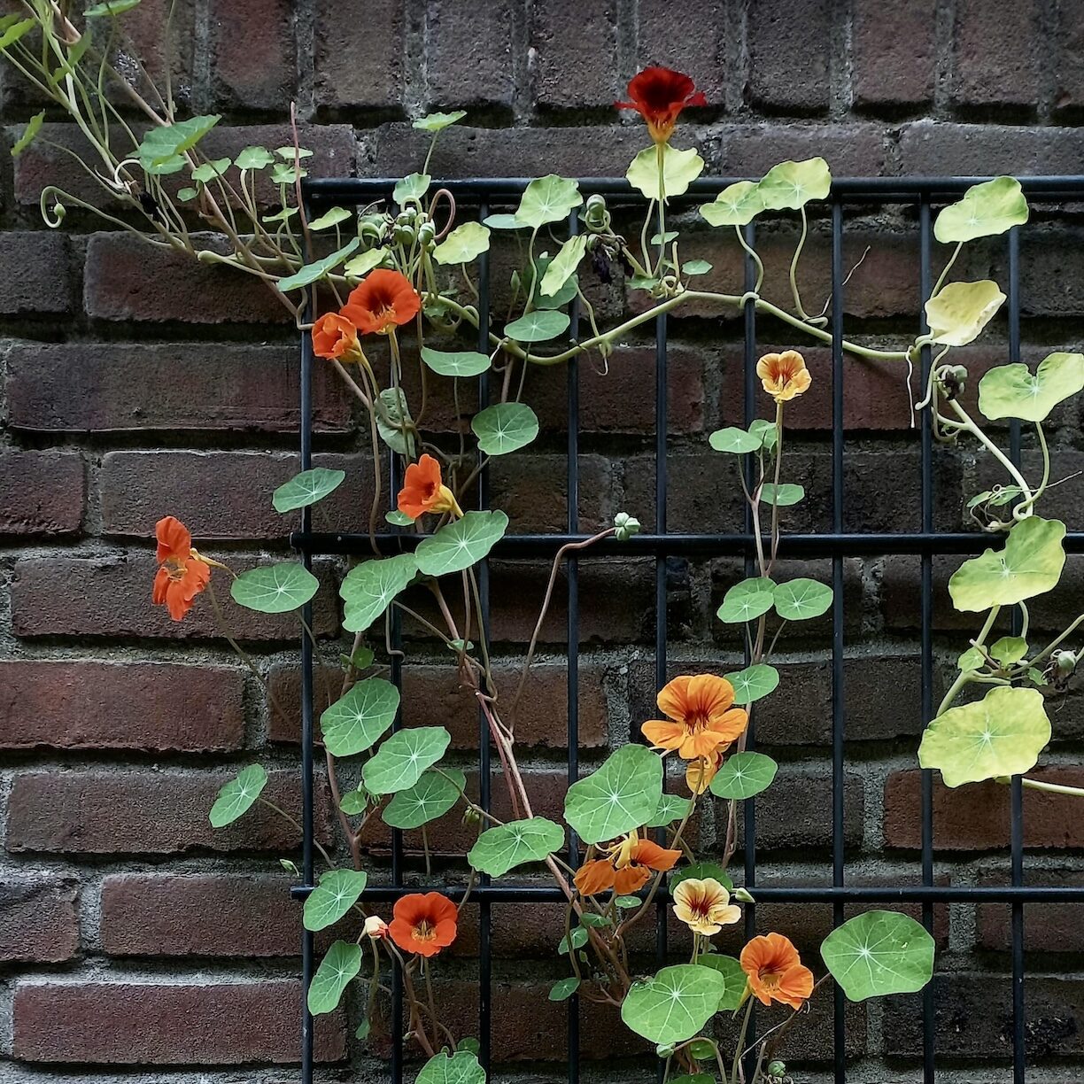 Nasturtium trellis